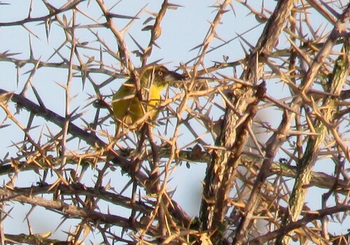 Fox's Weaver