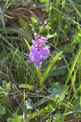 Dactylorhiza euxina