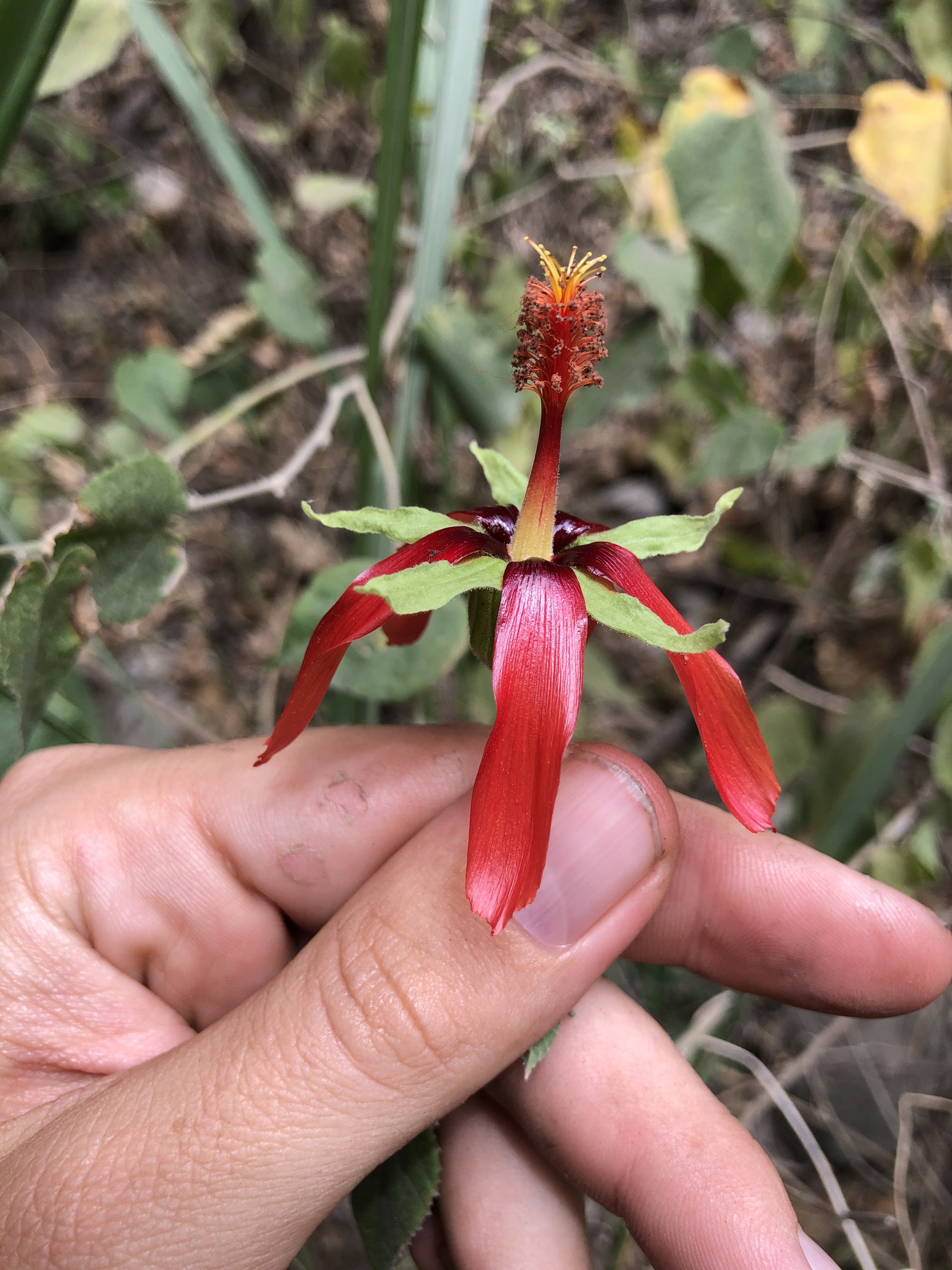 Abutilon pedunculare Kunth
