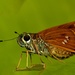 Brazilian Skipper - Photo (c) Franklin Howley-Dumit Serulle, some rights reserved (CC BY-NC), uploaded by Franklin Howley-Dumit Serulle