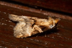 Stictopterinae