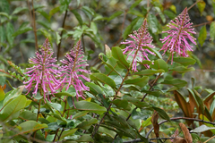 Oreocallis grandiflora