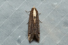 Lophoptera nama