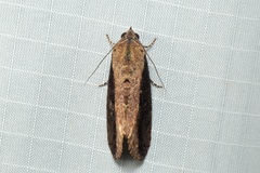 Odontodes seranensis