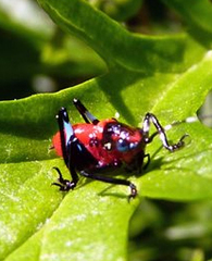 Metholce nigritarsis