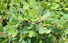 Cissampelos capensis