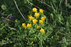 Trollius ranunculinus
