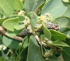 Cissampelos capensis