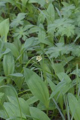 Allium victorialis
