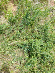 Cissampelos capensis