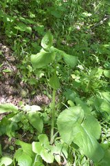 Doronicum macrophyllum