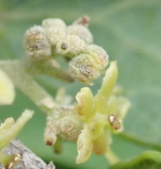 Cissampelos capensis