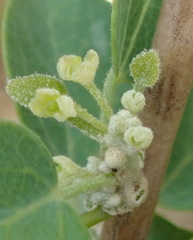 Cissampelos capensis