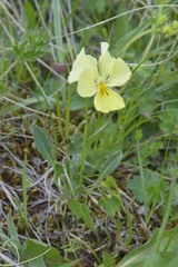 Viola oreades