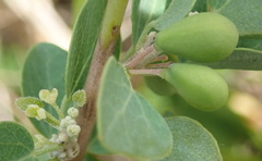 Cissampelos capensis