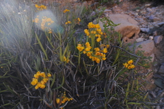 Senna crassiramea