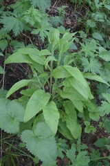 Centaurea phrygia salicifolia