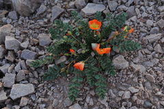 Hypseocharis pimpinellifolia