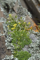 Draba rigida