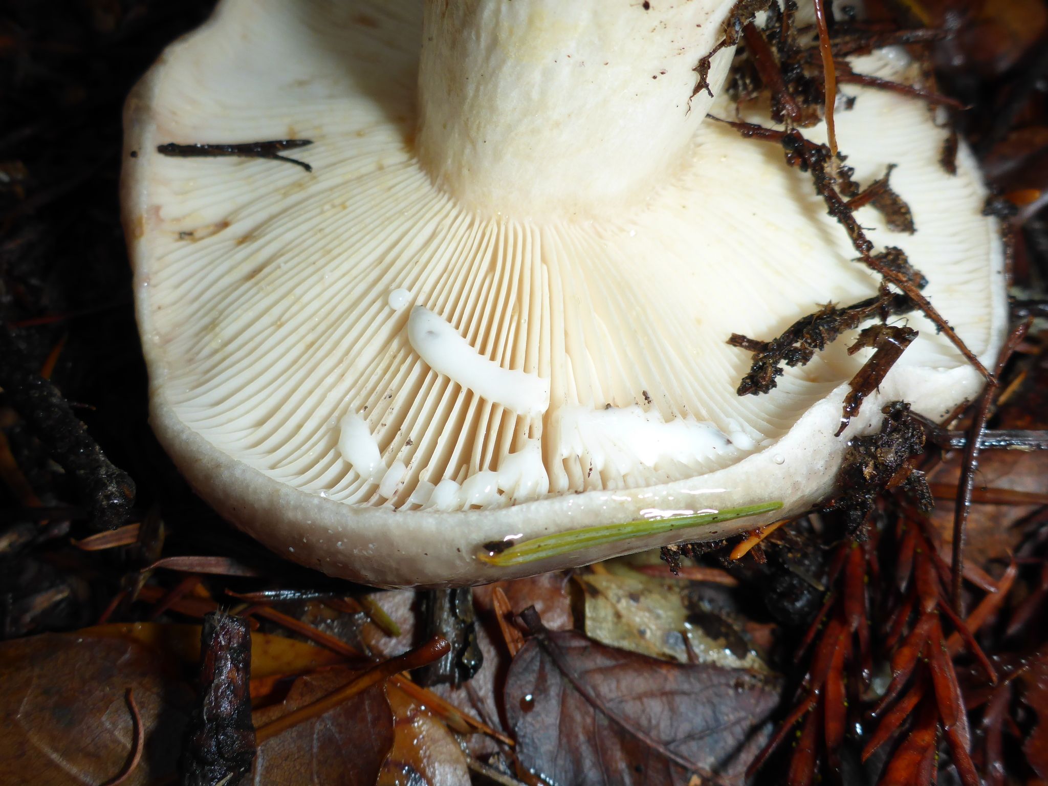 Lactarius alnicola image