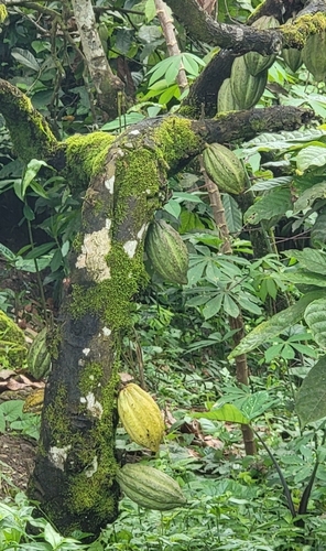 cacao tree