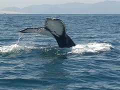 Megaptera novaeangliae australis