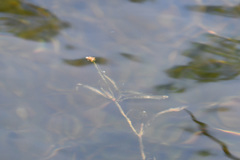 Potamogeton sibiricus