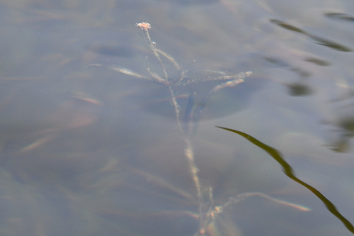 Yenisei River pondweed (Potamogeton subsibiricus)