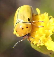 Cryptocephalus decemnotatus