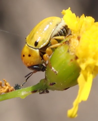 Cryptocephalus decemnotatus