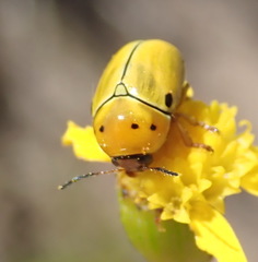 Cryptocephalus decemnotatus