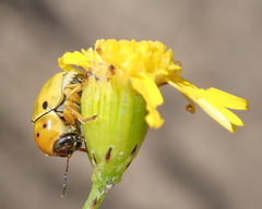 Cryptocephalus decemnotatus