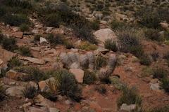 Oreocereus trollii
