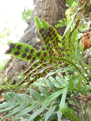 Pleopeltis pleopeltifolia