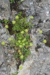 Chamaesciadium acaule