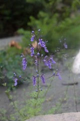 Teucrium orientale