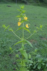 Rhynchocorys orientalis