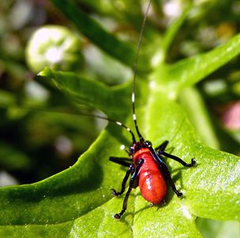 Metholce nigritarsis