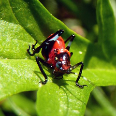 Metholce nigritarsis