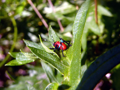 Metholce nigritarsis