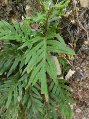 Pleopeltis pleopeltifolia