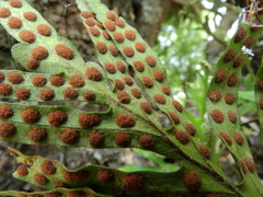 Pleopeltis pleopeltifolia