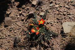 Hypseocharis pimpinellifolia