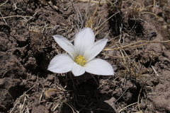 Zephyranthes andina