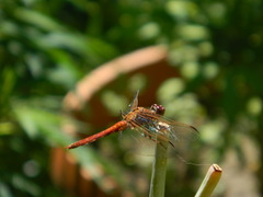 Orthemis nodiplaga