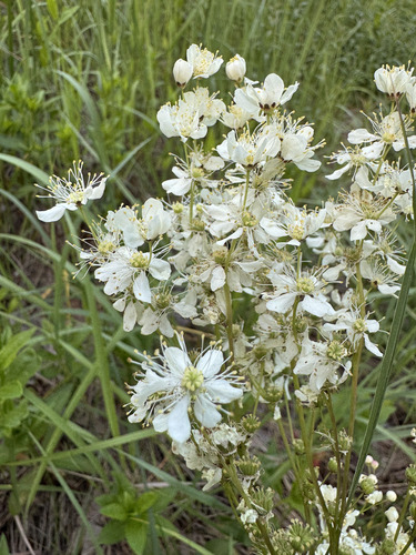 Наблюдение на iNaturalist