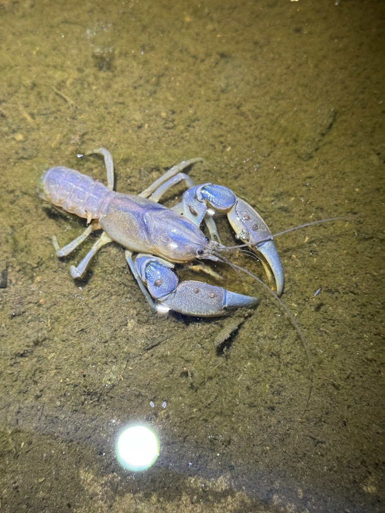 Strong Burrowing Cray