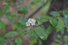 Cotoneaster meyeri