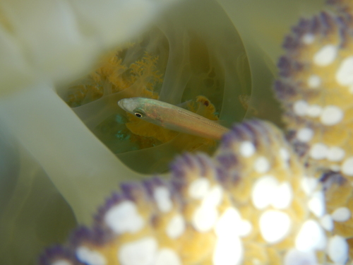Trachurus