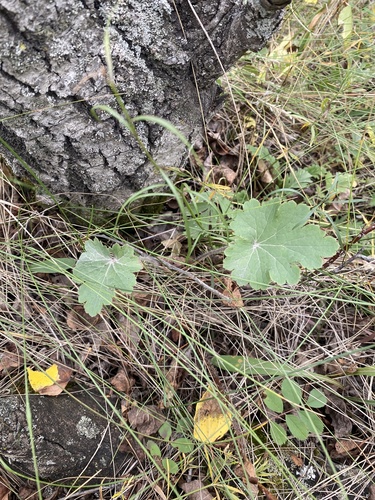 prairie alumroot